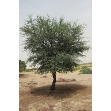 بذور شجرة اكاسيا ارابيكا (طلح عربي)