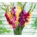 بصيلات الجلاديولا منوع Super Gladiolus