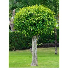 بذور فيكس بنجامينا  Ficus benjamina