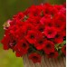 بذور زهرة البيتونيا الحمراء