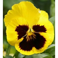 بذور زهور الثالوث اصفر (البانسيه)